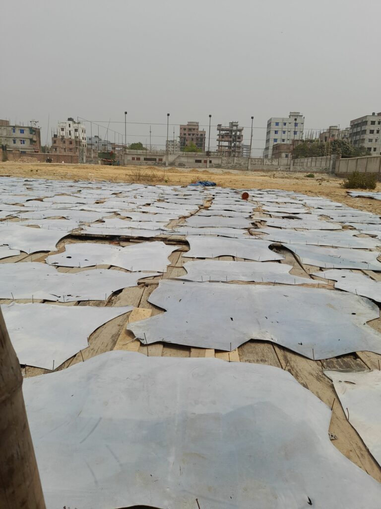 Leather pinned out to dry on open ground